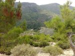 Πρίνος.